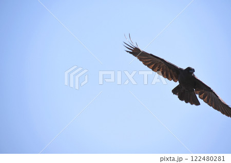 飛翔するハシブトガラス 122480281