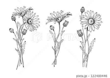 Set of bouquets of blooming wildflower daisy...のイラスト素材 [122480446] - PIXTA