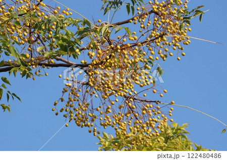 センダンの実・2024年11月　 122480486