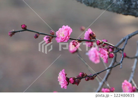冬の庭に咲くピンク色の紅梅の花 冬の庭に咲くピンク色の紅梅の花 122480635