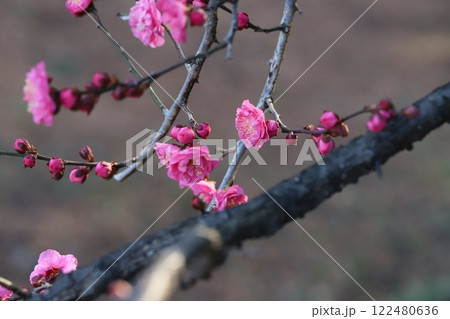 冬の庭に咲くピンク色の紅梅の花 冬の庭に咲くピンク色の紅梅の花 122480636