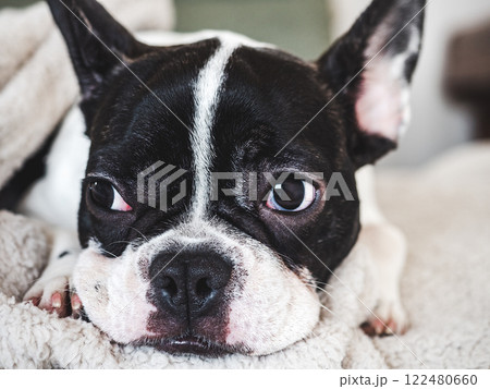 Cute puppy lying on the bed in the living room 122480660