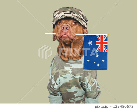 Cute brown dog, military shirt and Australian Flag Cute brown dog, military shirt and Australian Flag 122480672
