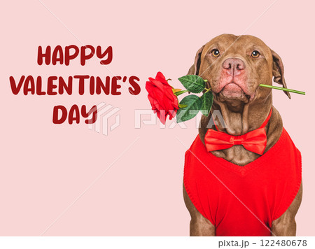 Happy Valentine's Day. Lovable dog and congratulatory inscription 122480678