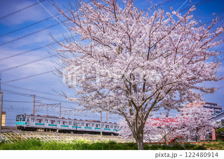 満開の桜と、横を走行する常磐線203系 122480914
