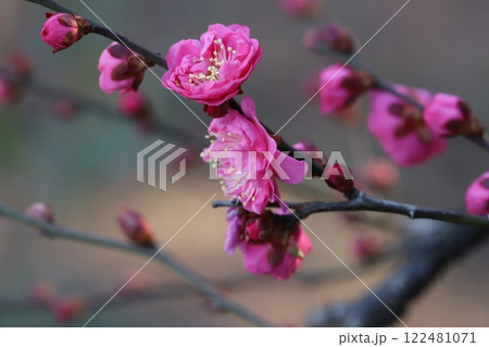 冬の庭に咲くピンク色の紅梅の花 冬の庭に咲くピンク色の紅梅の花 122481071