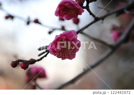 冬の庭に咲くピンク色の紅梅の花 冬の庭に咲くピンク色の紅梅の花 122481072
