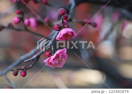 冬の庭に咲くピンク色の紅梅の花 122481074
