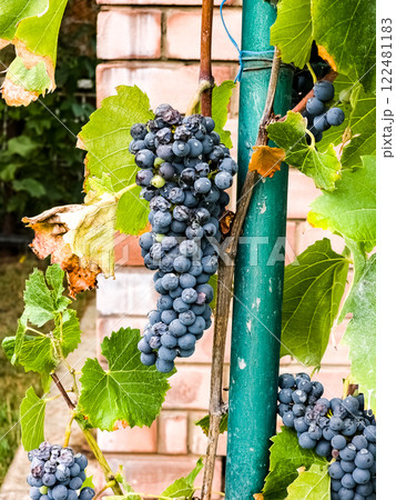 Ripe bunches of Isabella grapes on vine 122481183