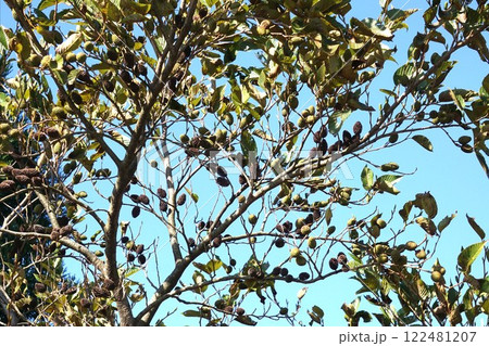 ハンノキの実 122481207