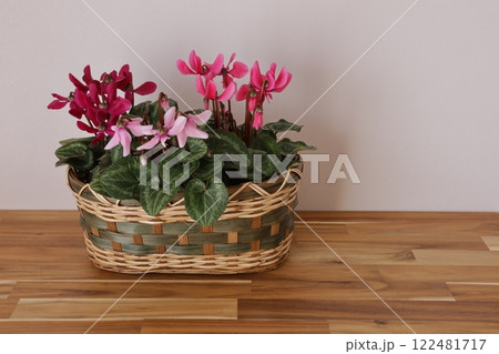 シクラメンの寄せ植え シクラメンの寄せ植え 122481717