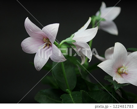 ピンクの桔梗20240902 122481783