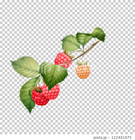 Raspberry branch with berries, hand-drawn botanical illustration. 122481875