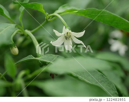 唐辛子の花20240901 唐辛子の花20240901 122481931