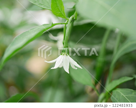 唐辛子の花20240903 122481933