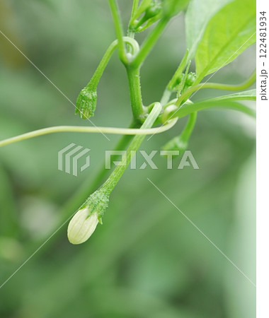 唐辛子の花20240904 122481934
