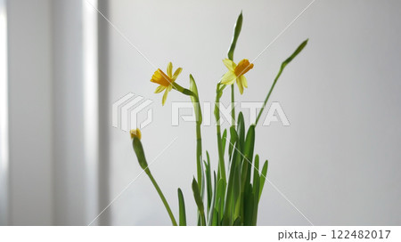 Blooming yellow Daffodil Narcissus Jonquil at home. Spring potted flowering plant. Easter concept Blooming yellow Daffodil Narcissus Jonquil at home. Spring potted flowering plant. Easter concept 122482017