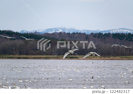 春の湖から飛び立つハクチョウ 122482317