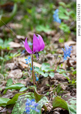 春の野原に咲くカワイイピンクの花 カタクリ 春の野原に咲くカワイイピンクの花 カタクリ 122482319