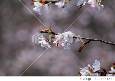 満開のサクラの花 122482321