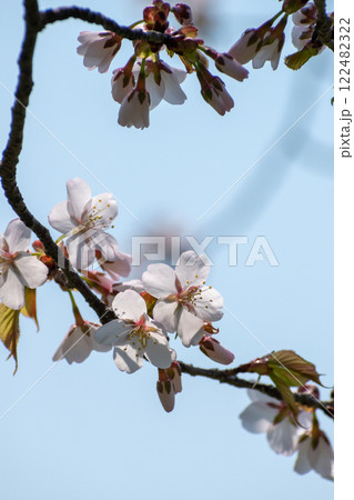 満開のサクラの花 満開のサクラの花 122482322