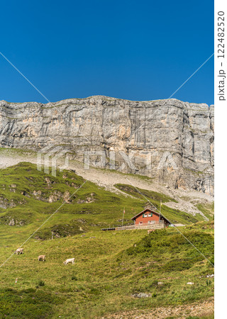 Lonely farmhouse and grazing cows in front of steep rocks on Klausen Pass in Switzerland Lonely farmhouse and grazing cows in front of steep rocks on Klausen Pass in Switzerland 122482520