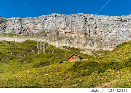 Lonely farmhouse and grazing cows in front of steep rocks on Klausen Pass in Switzerland Lonely farmhouse and grazing cows in front of steep rocks on Klausen Pass in Switzerland 122482521