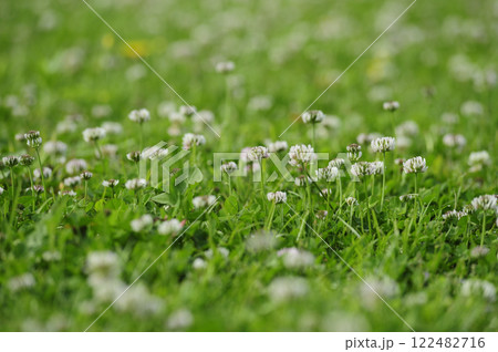 いつか見たシロツメグサ いつか見たシロツメグサ 122482716