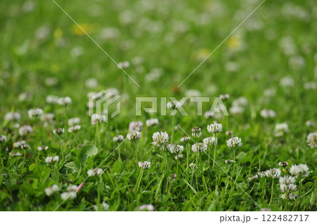 いつか見たシロツメグサ いつか見たシロツメグサ 122482717