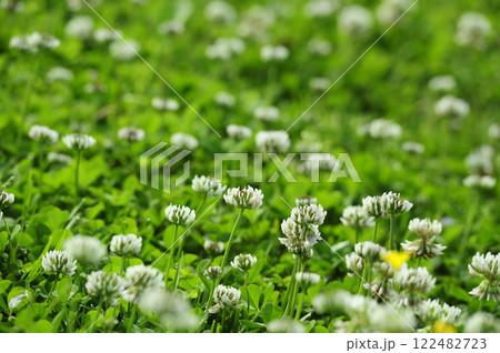 いつか見たシロツメグサ いつか見たシロツメグサ 122482723