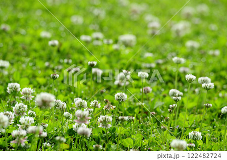 いつか見たシロツメグサ いつか見たシロツメグサ 122482724