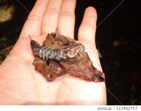 ビロードスズメの幼虫 122482757