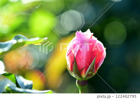 近所のバラ園でみた花 122482795