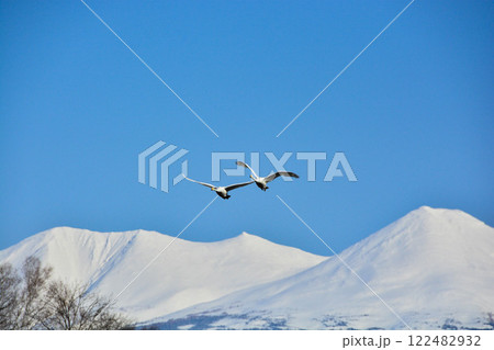 春の青空とハクチョウと雪山　十勝岳連峰 122482932