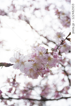 満開のサクラの花のクローズアップ 122482933
