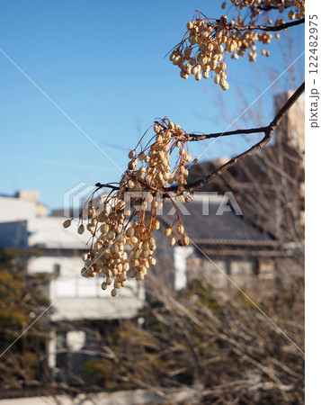 枝先についたセンダンの実（冬の日差しを浴びた鏡川岸の栴檀） 122482975