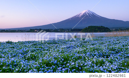 (山梨県)河口湖の大石公園とネモフィラと富士山の絶景 (山梨県)河口湖の大石公園とネモフィラと富士山の絶景 122482981