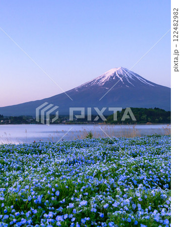 (山梨県)河口湖の大石公園とネモフィラと富士山の絶景 (山梨県)河口湖の大石公園とネモフィラと富士山の絶景 122482982