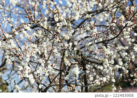 青空に白梅の花 青空に白梅の花 122483008