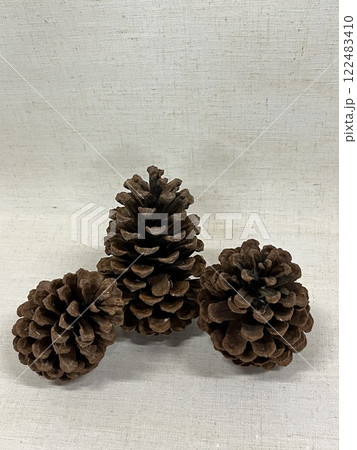 松毬、松ぼっくり、マツボックリ、まつぼっくり松笠、マツカサ 122483410