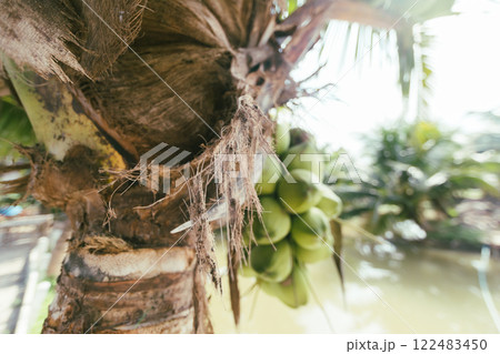 Coconuts garden in Thailand 122483450