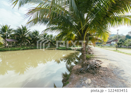 Coconuts garden in Thailand 122483451
