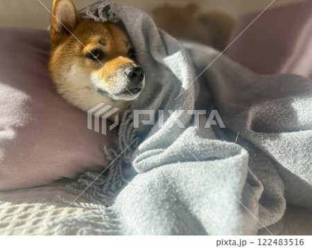 Cute red Shiba inu dog  122483516