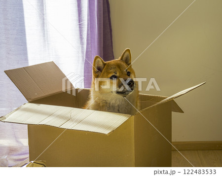 Dog Shiba Inu sitting in a cardboard box Dog Shiba Inu sitting in a cardboard box 122483533