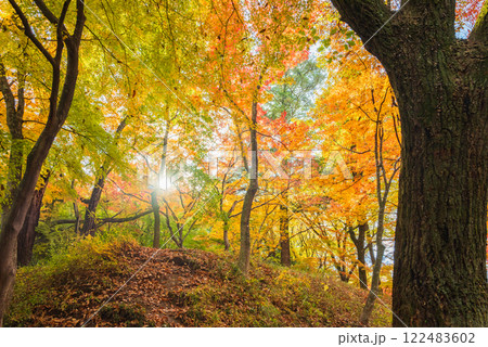 秋の武田神社【躑躅ヶ崎館跡】 秋の武田神社【躑躅ヶ崎館跡】 122483602