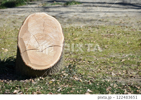切り株の断面 122483651