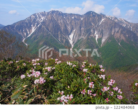 白毛門から望む谷川岳と石楠花 白毛門から望む谷川岳と石楠花 122484068