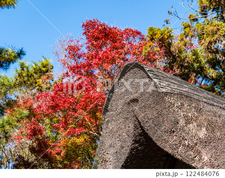 紅葉に包まれた茅葺き屋根 紅葉に包まれた茅葺き屋根 122484076