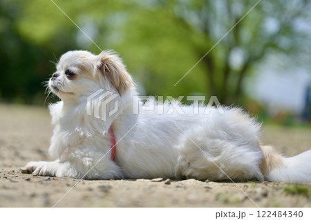 日向ぼっこの犬 122484340