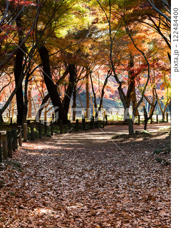 秋晴れに映える鮮やかに色づいた紅葉の散策路 秋晴れに映える鮮やかに色づいた紅葉の散策路 122484400